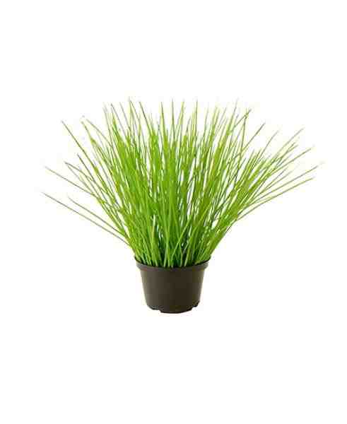 ARR CITRONELA EM POTE 25CM