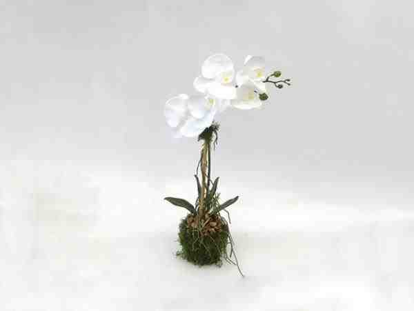 ARRANJO COM ORQUIDEA  E MUSGO P