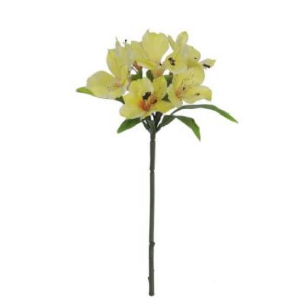 ASTROMELIA X6 WATER AM