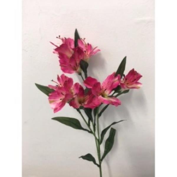 ASTROMELIA MARY X3 FUCH