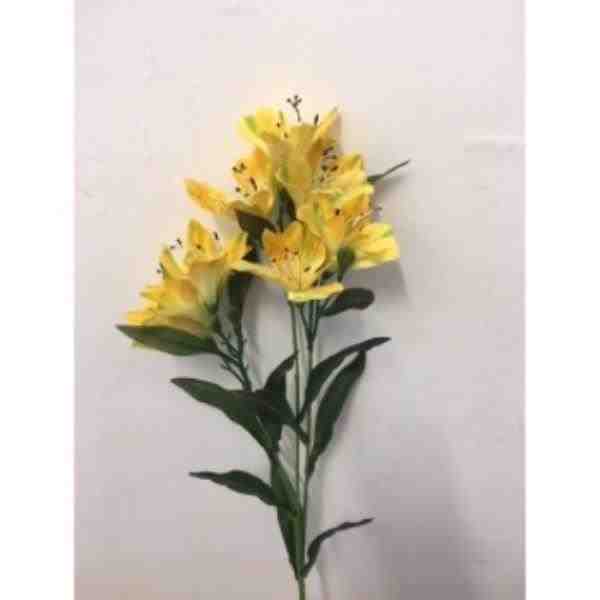 ASTROMELIA MARY X3 AM