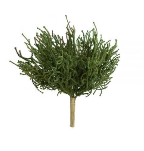 BUQUE CALOCEPHALUS AVELUDADO 25CM