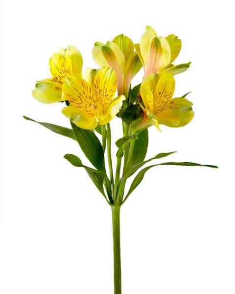 ASTROMELIA GALHO X5 FLORES 60CM AM