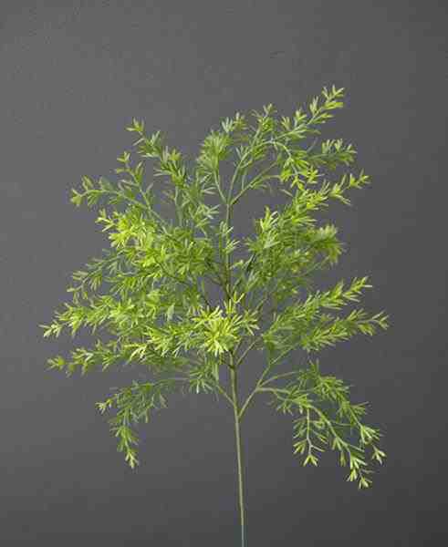 ASPARGO ALFINETE GALHO PEQ 50CM