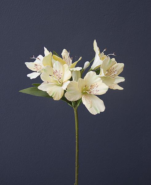 ASTROMELIA AMARELA 60CM