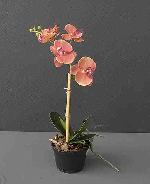 ARR ORQ PHALAEN LE X1 EM POTE 38CM