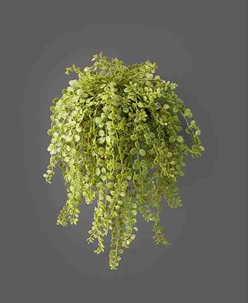 ARR PENDENTES SUCULENTAS EM XAXIM 2