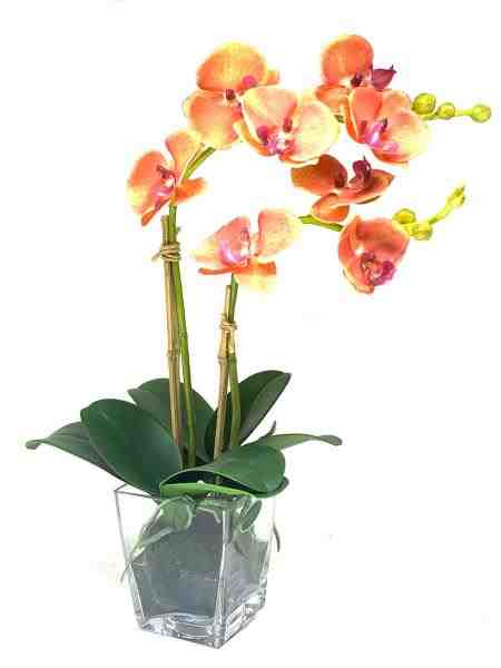 ARR ORQ PHALAEN LE X2 NO VIDRO 48CM