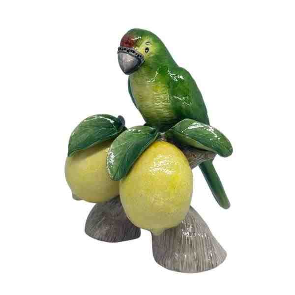 ARARA DA CABECA TORTA NO TRONCO DE LIMAO