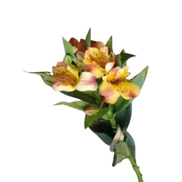 ASTROMELIA GALHO X5 FLORES 60 CM MA