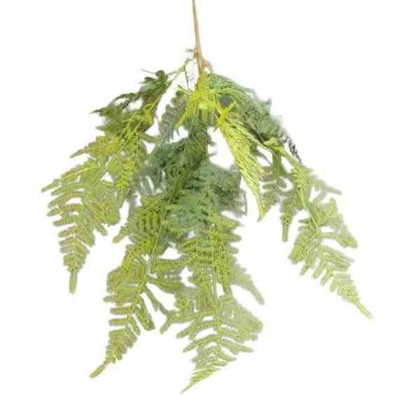 ASPARGOS MELINDRE GALHO 70CM