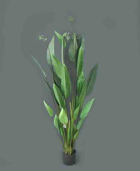 WATER CANNA PLANTA 1,80M C/ POTE