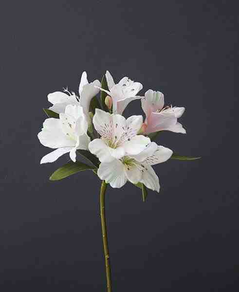 ASTROMELIA BCA/MAUVE 60CM