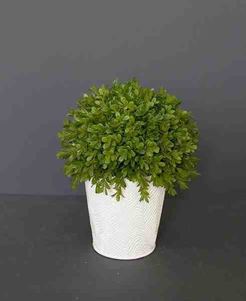 ARR BUXINHO EM VASO BRANCO 30CM