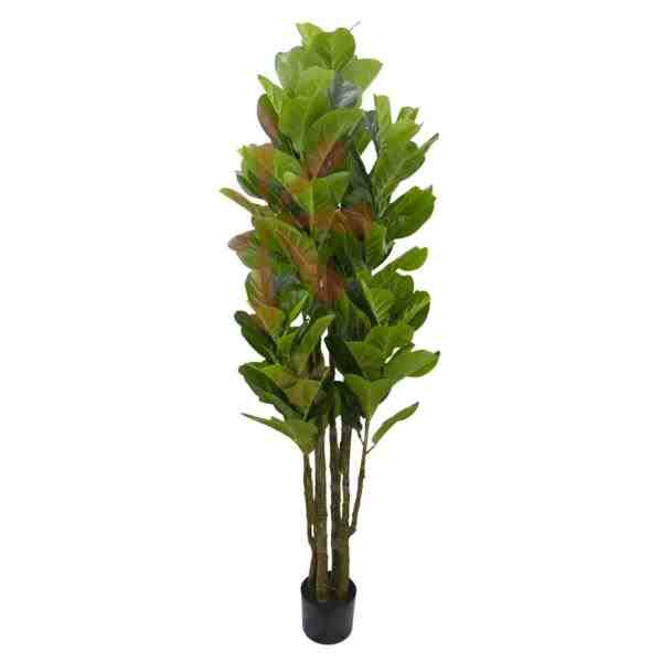 ARVORE FICUS LYRATA TOQUE REAL ALT 1,50M