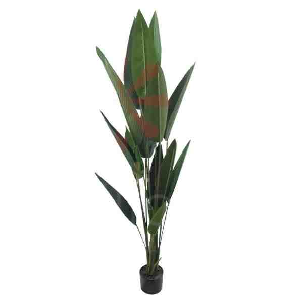 ARVORE STRELITZIA ALT 1,60M