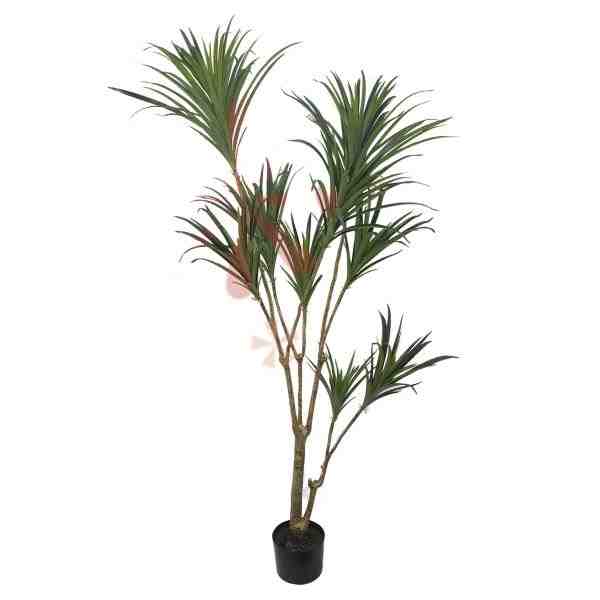 ARVORE DRACENA MARGINATA ALT 1,8M