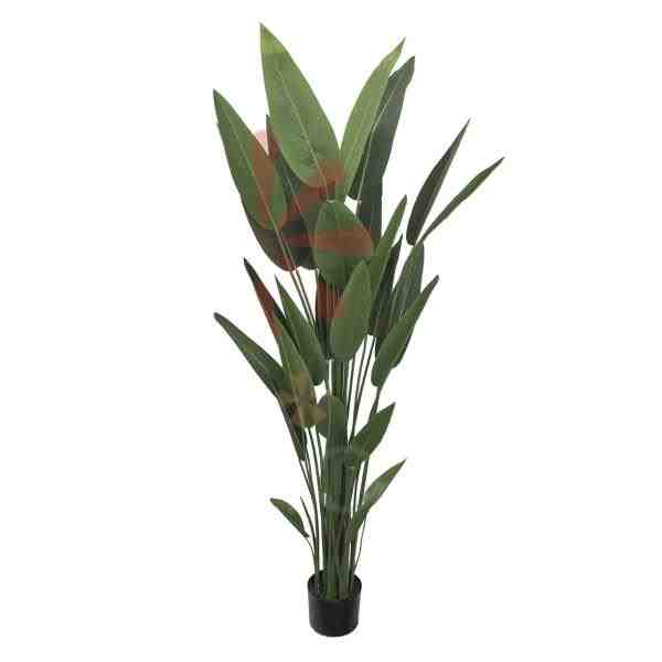 ARVORE STRELITZIA ALT 1,8M