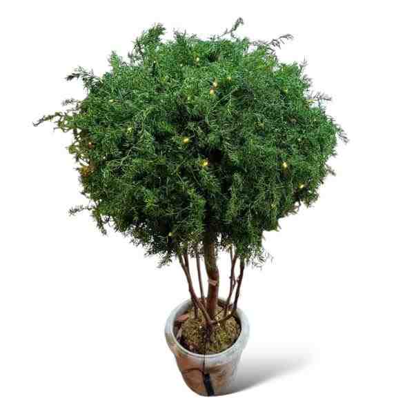 ARBUSTO LARANJEIRA G