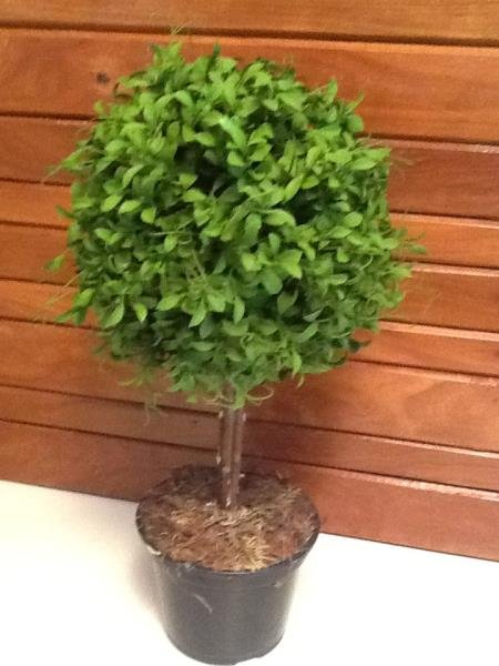 TOPIARIA FICUS V PLASTICO