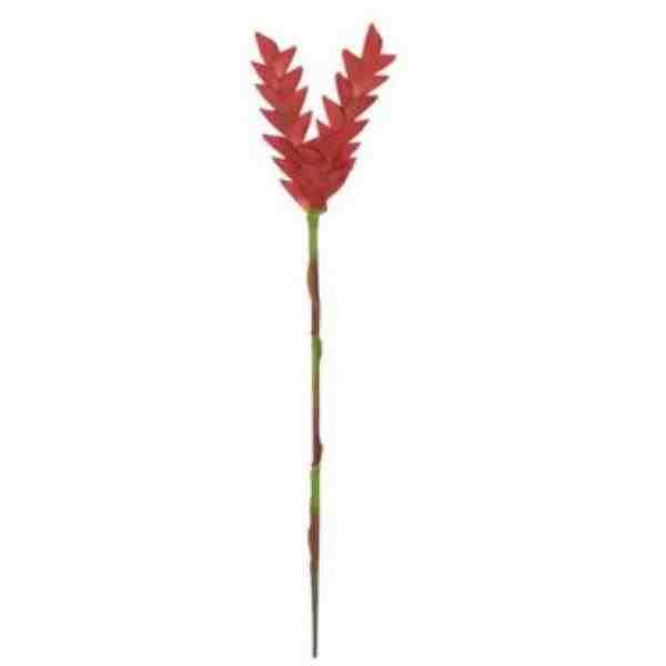 TOK REAL GINGER GLH X3 VM