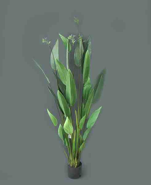 WATER CANNA PLANTA 1,80M C/ POTE